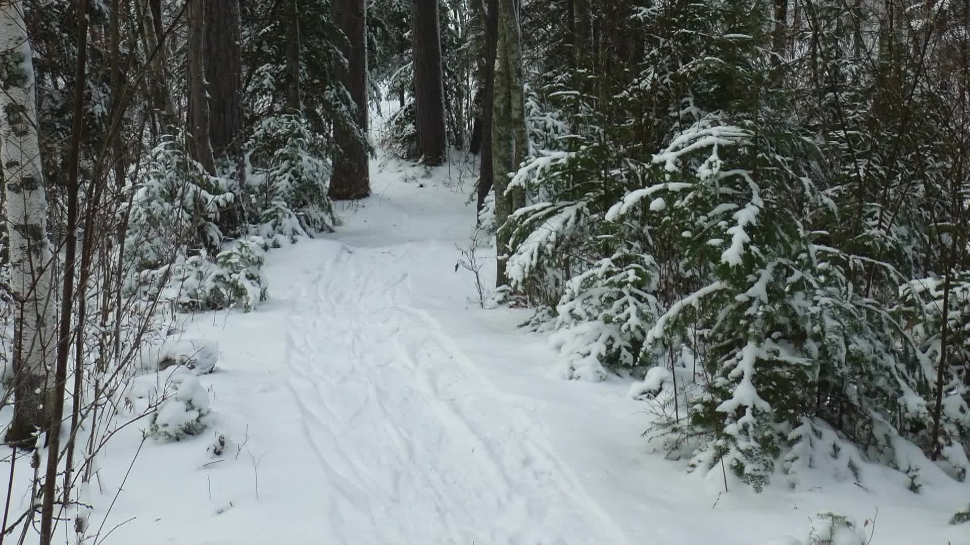 A Walk In The Woods - Winter Trails