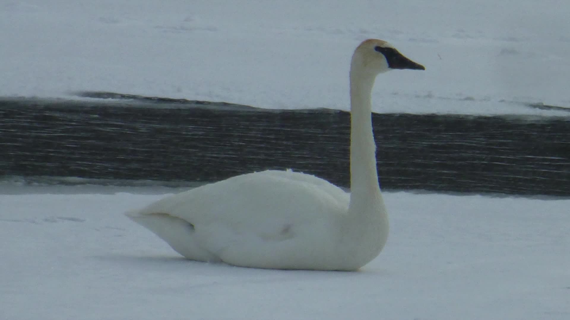 A Walk In The Woods - Trumpeter Swans