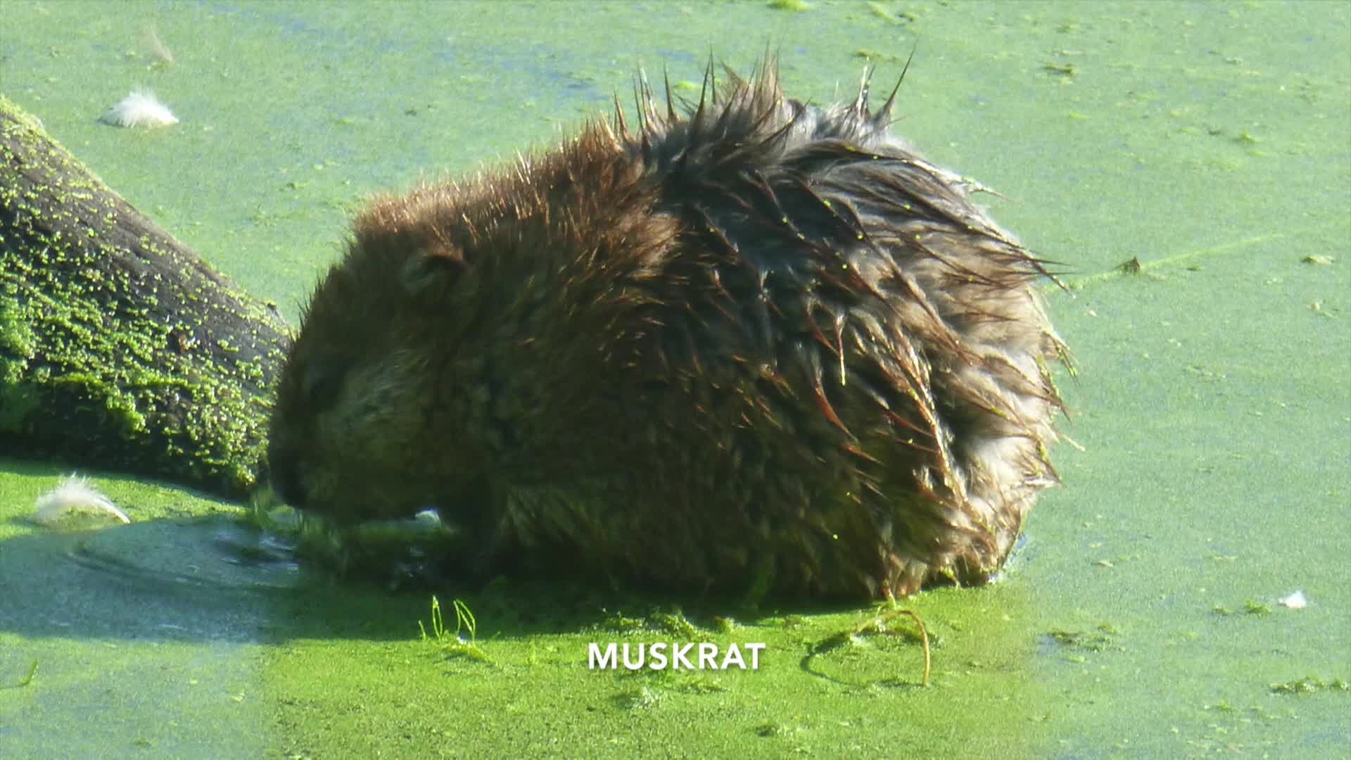 A Walk In The Woods - Why Learn About Nature