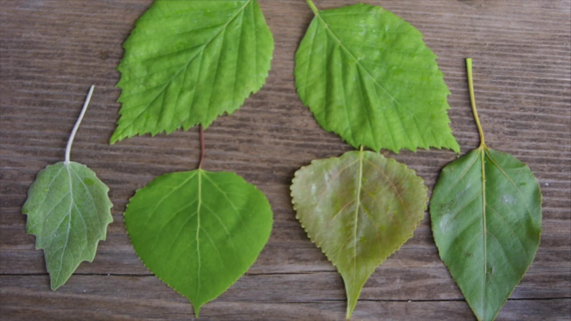A Walk In The Woods - Trees of the Genus Populus