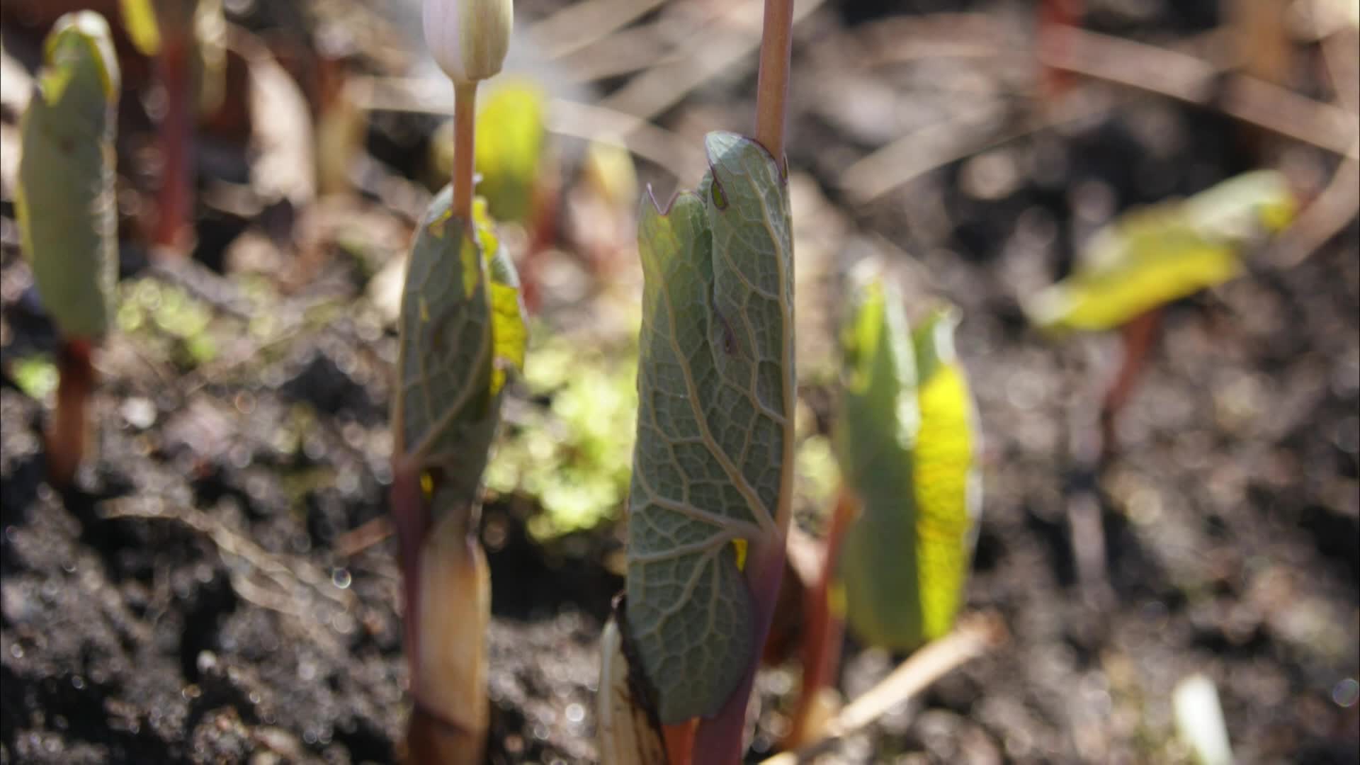 A Walk In The Woods - Bloodroot