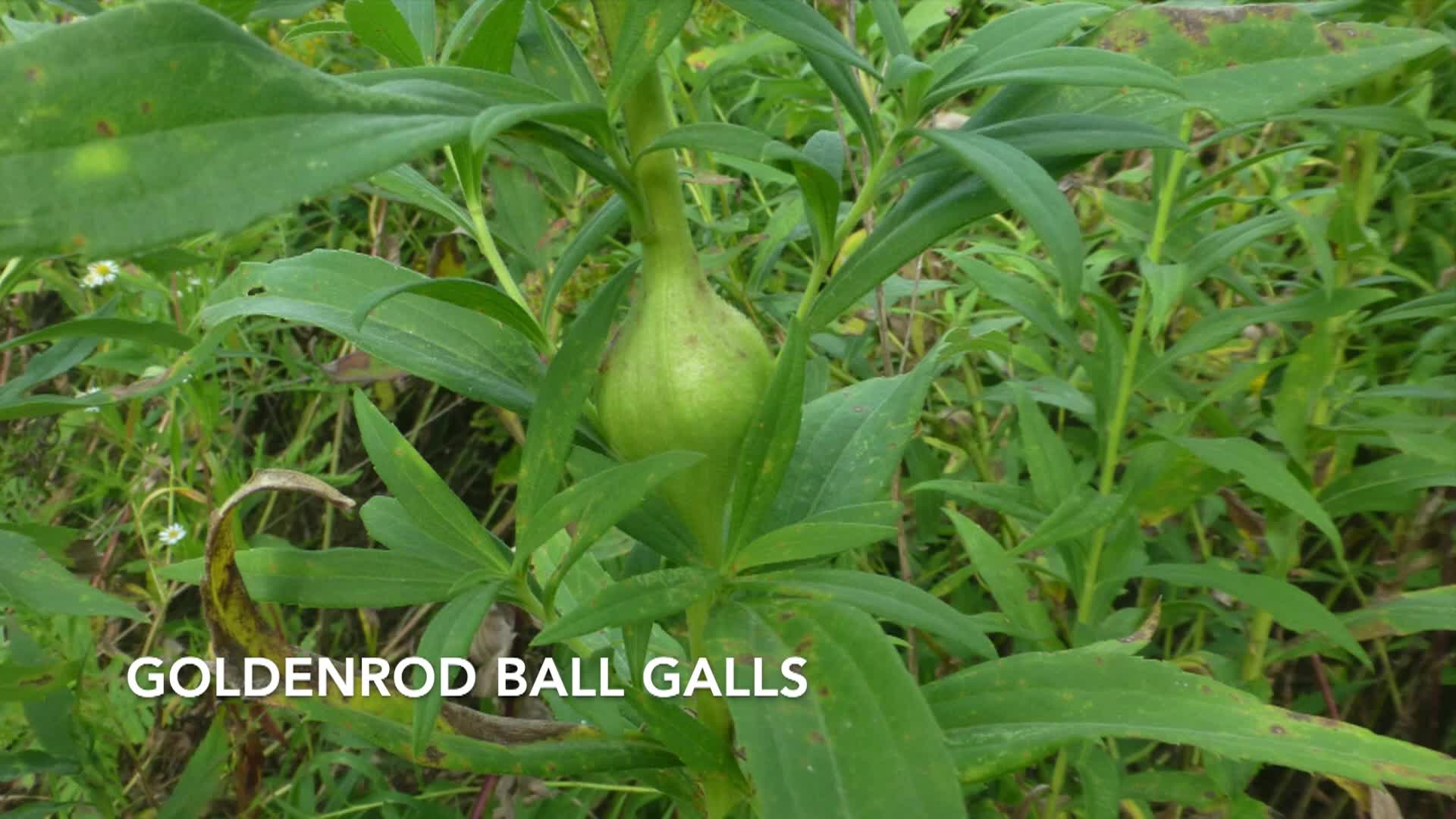 Thumbnail image for A Walk In The Woods - Galls