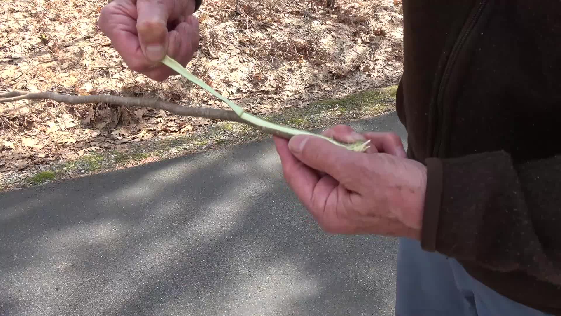 Thumbnail image for Leatherwood with John Latimer