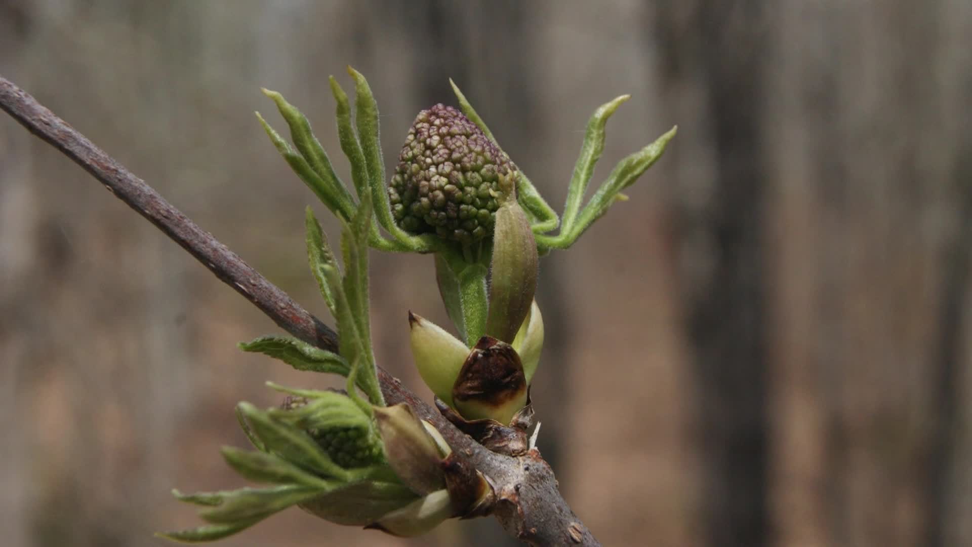 Thumbnail image for Red Elderberry with John Latimer